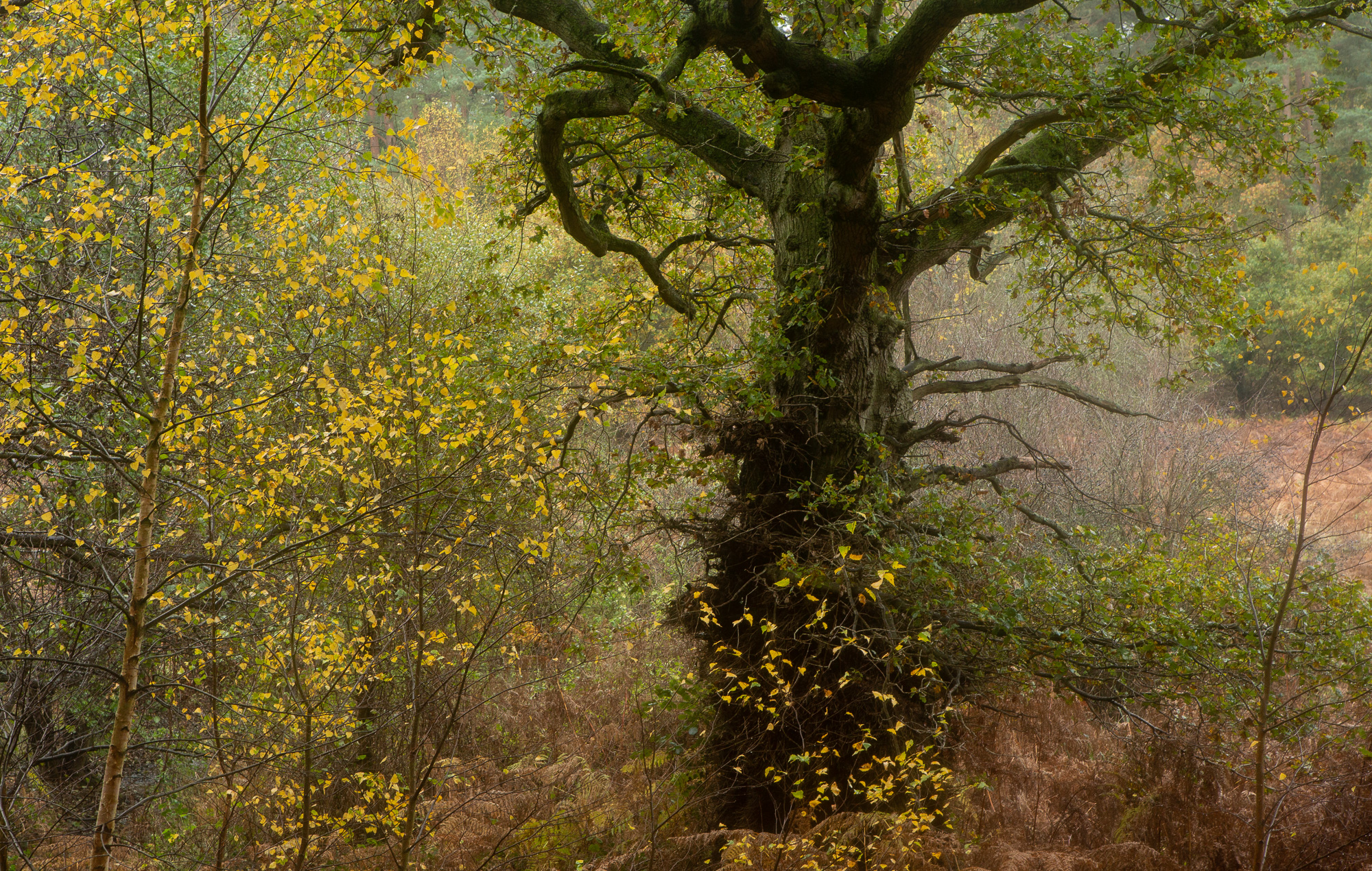 Witch King, Suffolk