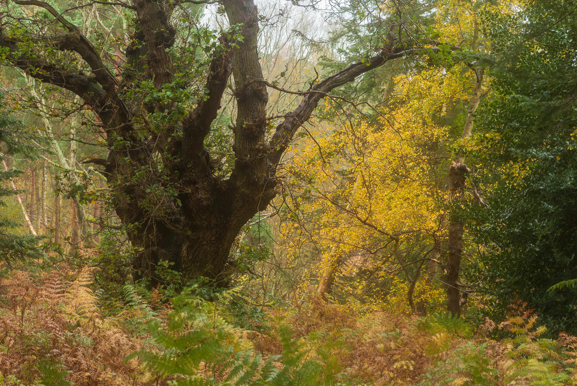 Gnarled II, Suffolk