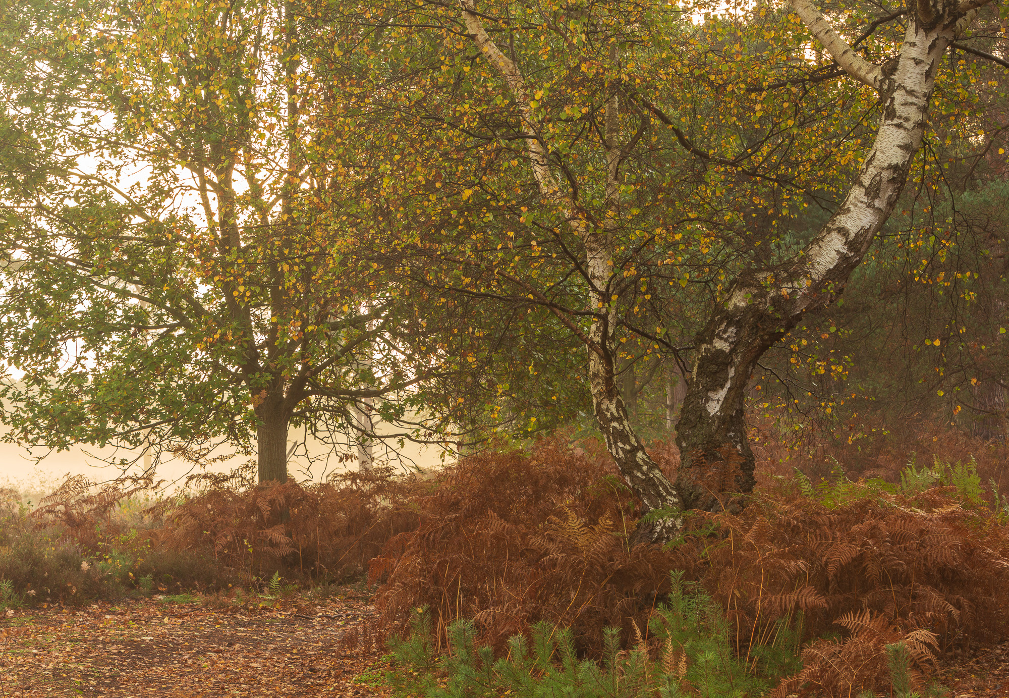 The Dance, Suffolk