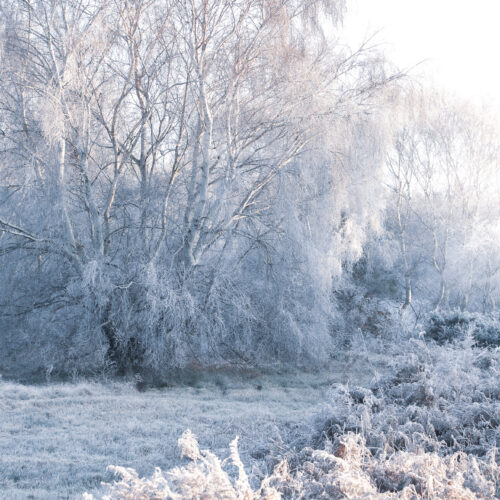 Winter's Tale, Blaxhall