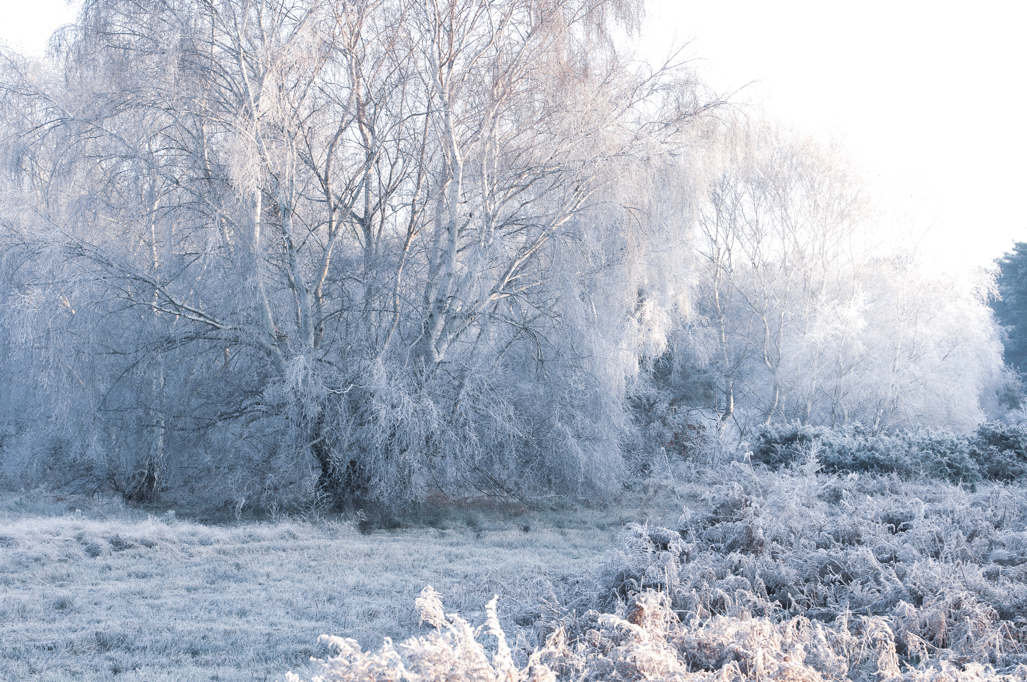 Winter's Tale, Blaxhall