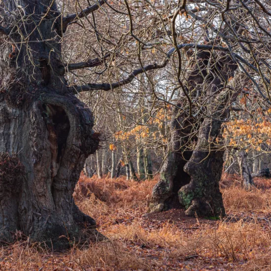 Old Chums, Suffolk