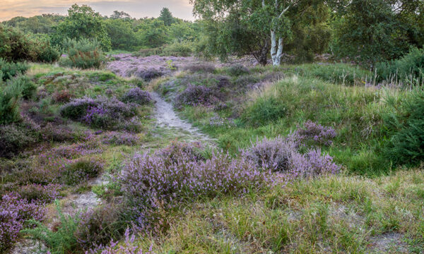 Top 5 5 13-08-2023 - Blaxhall Common --2 Top 5 5 13-08-2023 - Blaxhall Common --2