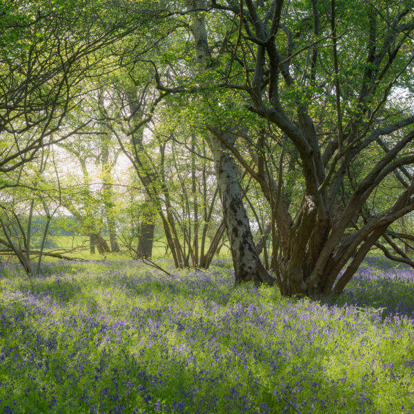 IMG_8394-HDR